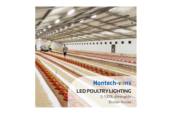 Your Most Reliable LED Light Supplier for Poultry